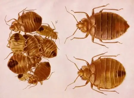 bed bugs control services in kenya